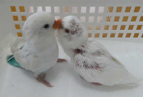 コザクラインコ東京 東京都足立区 北綾瀬